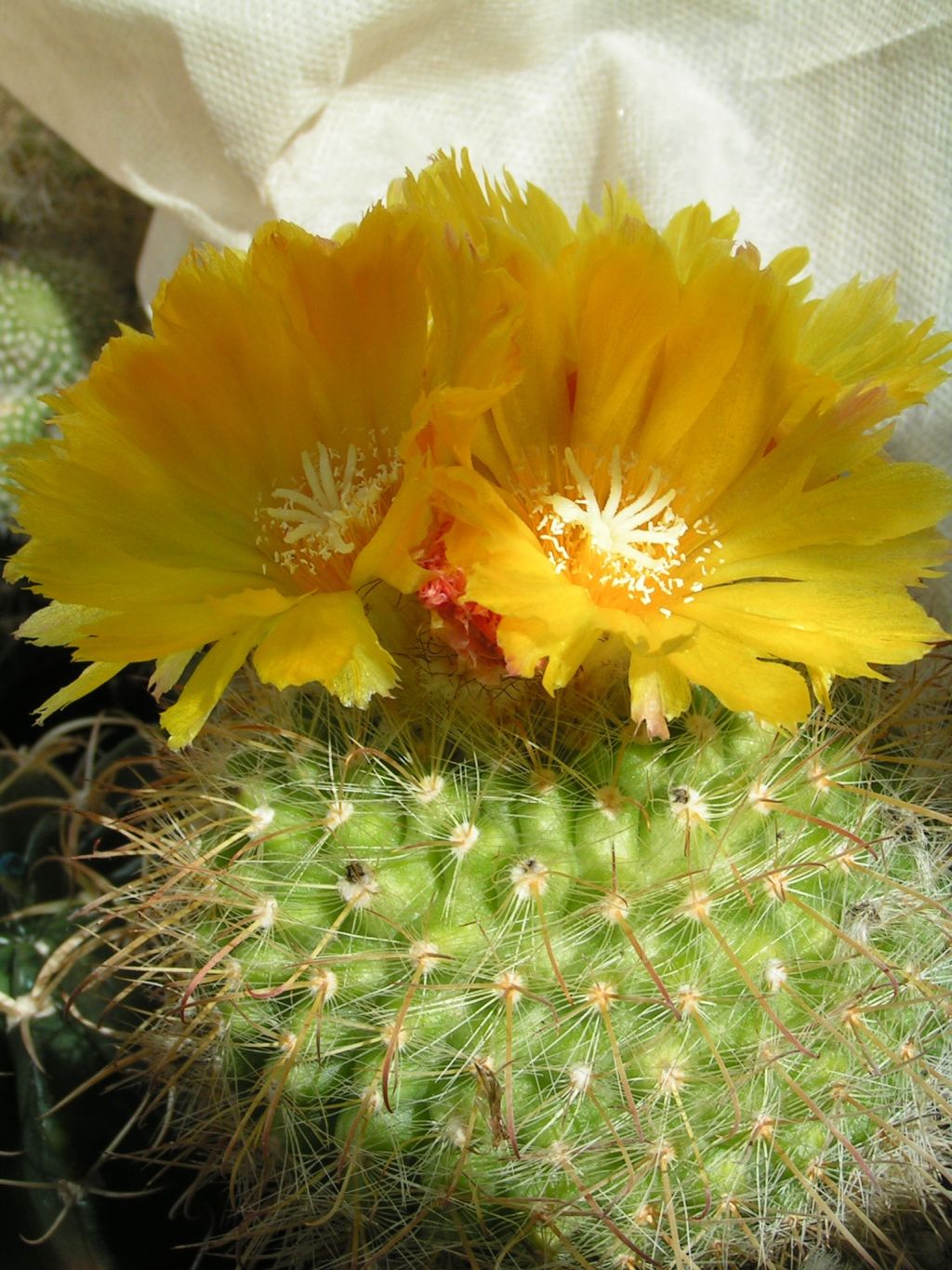 Parodia aureispina